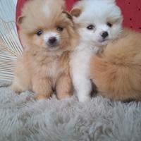 Spitz Pomerania