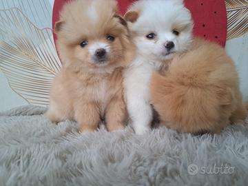 Spitz Pomerania