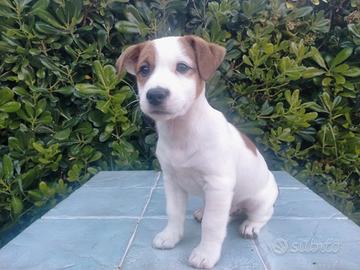 Cucciolo di jack russell broken