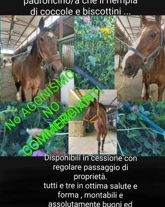 Cavallini