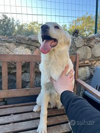 Pastore svizzero Cucciola femmina 4 mesi ADOZIONE