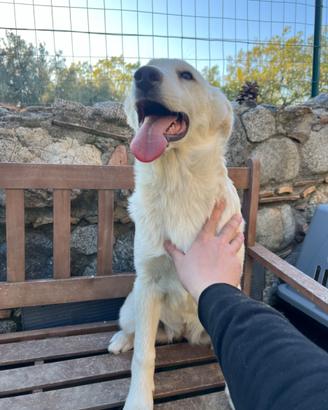 Pastore svizzero Cucciola femmina 4 mesi ADOZIONE