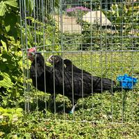 Galline ovaiole razza valdarno