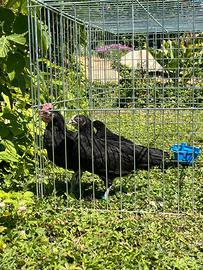 Galline ovaiole razza valdarno