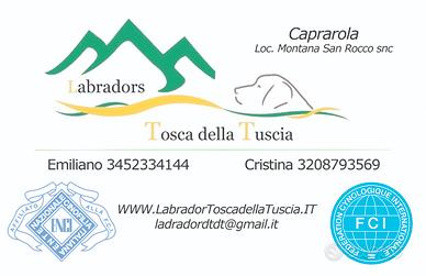 Labrador cioccolato cuccioli