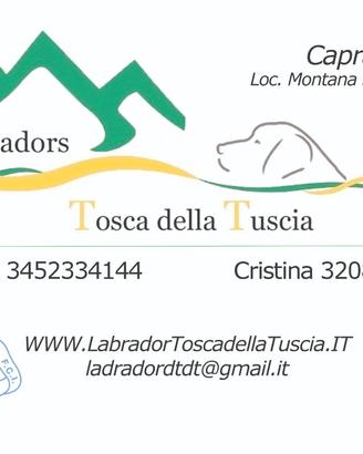 Labrador cioccolato cuccioli