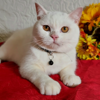 British shorthair ENFI