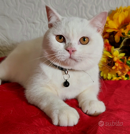 British shorthair ENFI