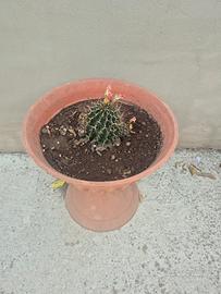 pianta grassa in vaso grande 