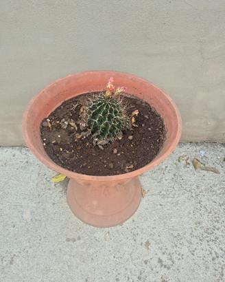 pianta grassa in vaso grande 