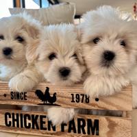 Cuccioli di Coton de Tuléar