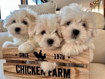 Cuccioli di Coton de Tuléar