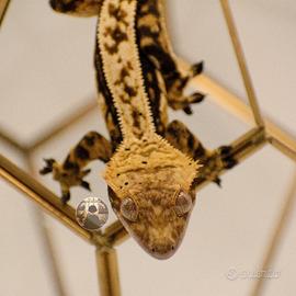 Maschio adulto Correlophus ciliatus geco crestato