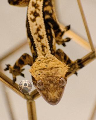 Maschio adulto Correlophus ciliatus geco crestato