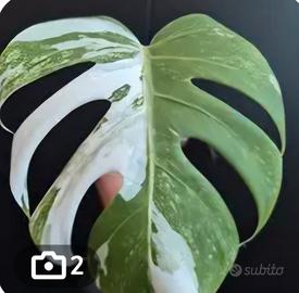 Piante mix