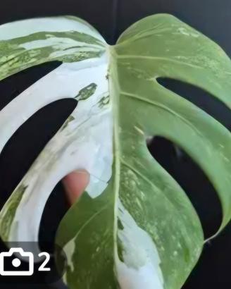 Piante mix