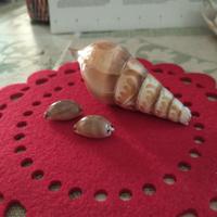 set conchiglie cyprea decorate 