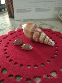 set conchiglie cyprea decorate 