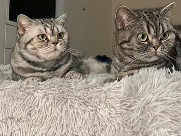 British Shorthair pedigree