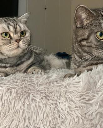 British Shorthair pedigree