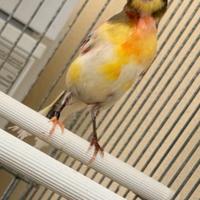 Canarini arlecchino portoghese