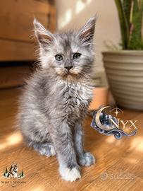 Maine Coon Alta Genealogia - Cuccioli rari