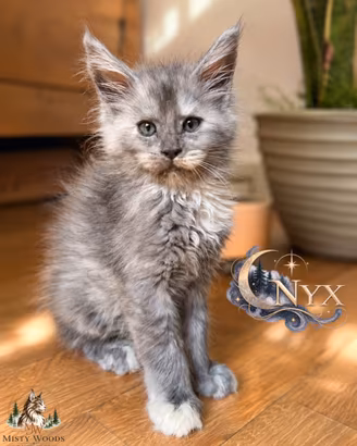 Maine Coon Alta Genealogia - Cuccioli rari
