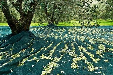 Rete telo per olive su misura antispina italiani