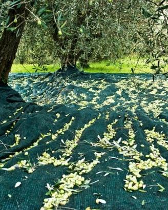 Rete telo per olive su misura antispina italiani