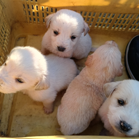 Cagnolini