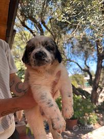 Cuccioli di cane