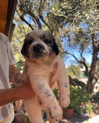 Cuccioli di cane