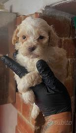 Maltipoo toy tot