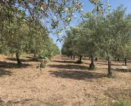 Terreno a Noto (SR)