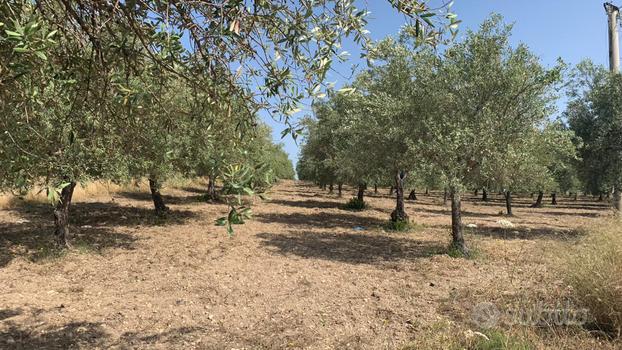 Terreno a Noto (SR)