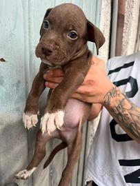 Cucciolo di pitbull