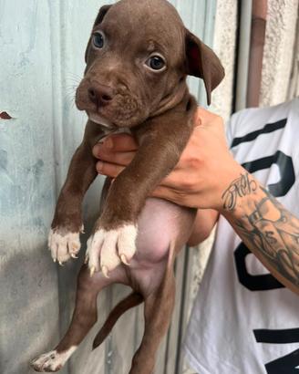 Cucciolo di pitbull