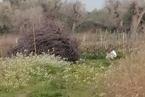 Terreno agricolo