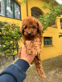 Cuccioli barboncino Toy