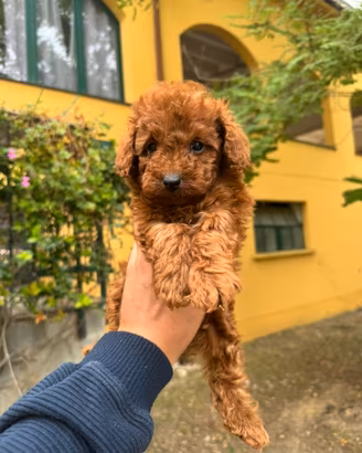 Cuccioli barboncino Toy