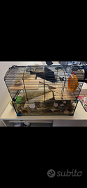 Gabbia criceto zolux neo