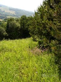 Casale con terreno