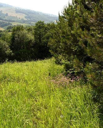 Casale con terreno