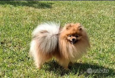 Spitz nano tedesco volpino della pomerania x accop
