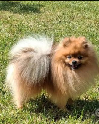 Spitz nano tedesco volpino della pomerania x accop