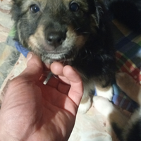 Cucciole pastore Australiano