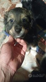 Cucciole pastore Australiano