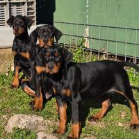 Dobermann Cuccioli