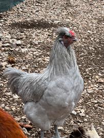Gallo Araucana inglese grigio lavanda
