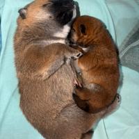 Cuccioli di shiba inu